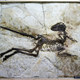 Zhenyuanlong—one of the most exquisite dinosaur fossils ever discovered.